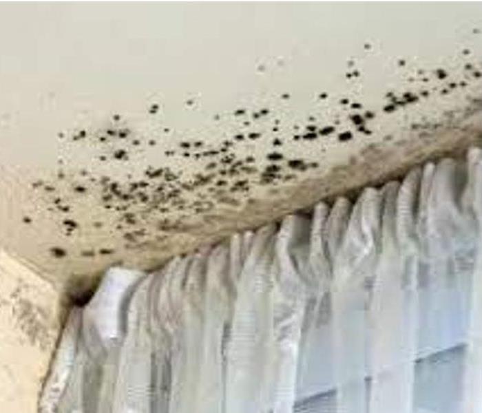Mold on a ceiling