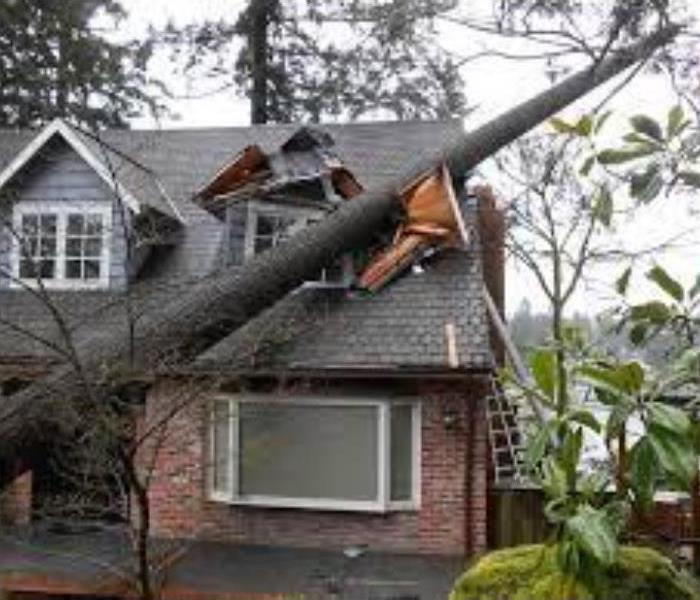Tree has fallen on top of a house